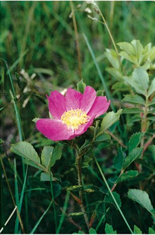 Wild Rose
